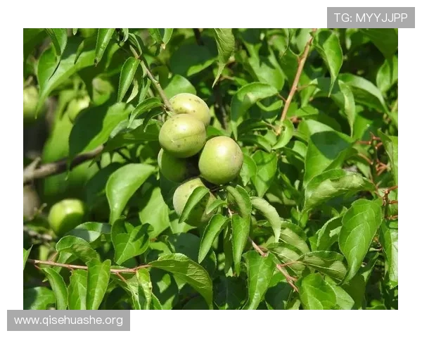 斗球官网怎么进才能参与官方举办的各种线上线下活动
