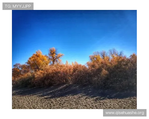 斗球小子：从零开始的足球少年成长记忆记录青春奋斗与梦想追逐的动人故事